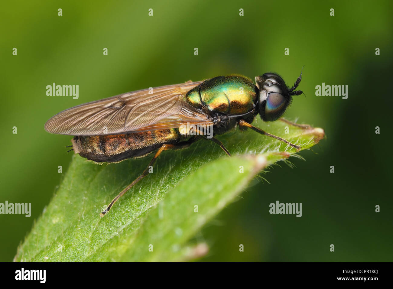 Broad Centurian soldierfly (Chloromyia formosa) perched on creeping buttercup. Tipperary, Ireland Stock Photo