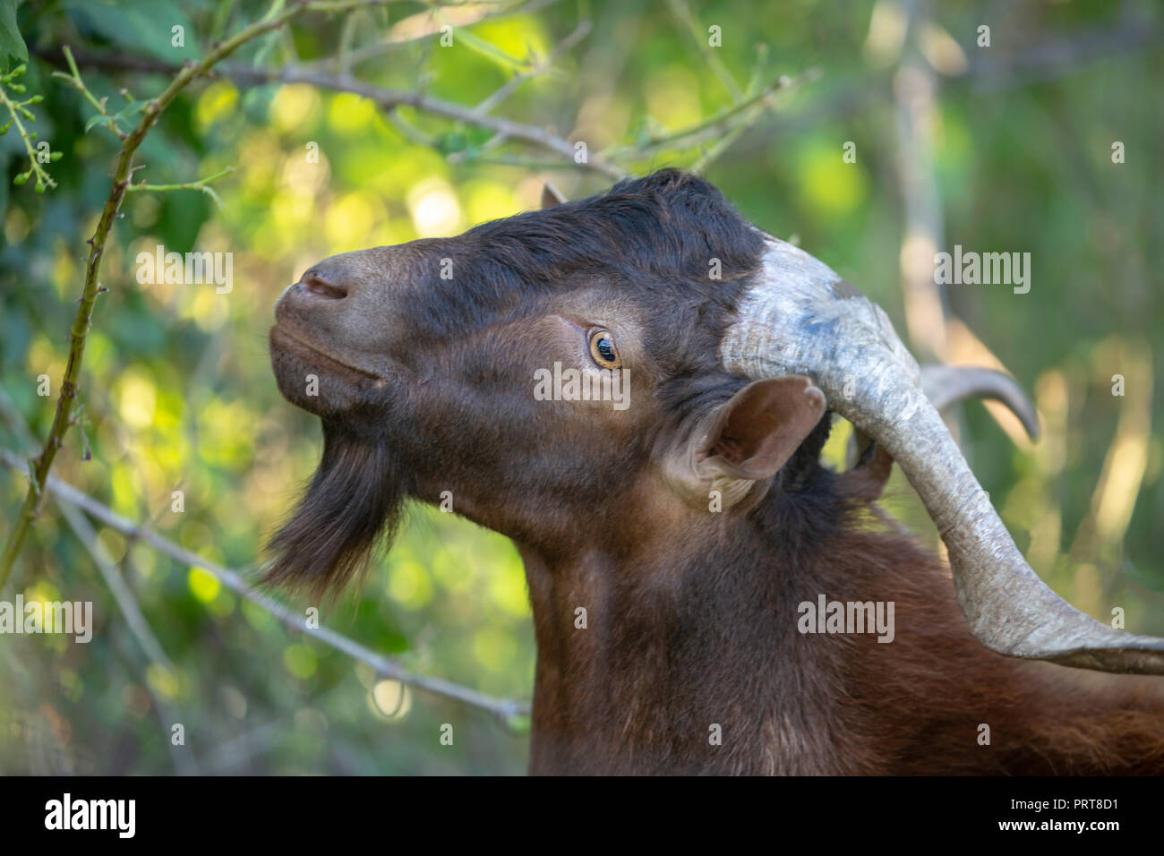 Close up of a Billy goat with big horns eating green leafs. Stock Photo