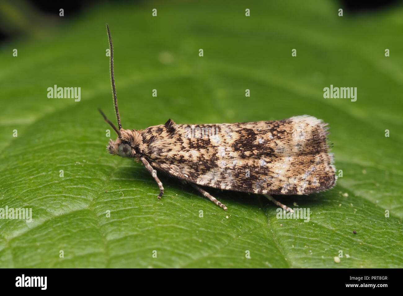 Common Marble moth (Celypha lacunana) resting on bramble leaf. Tipperary, Ireland Stock Photo