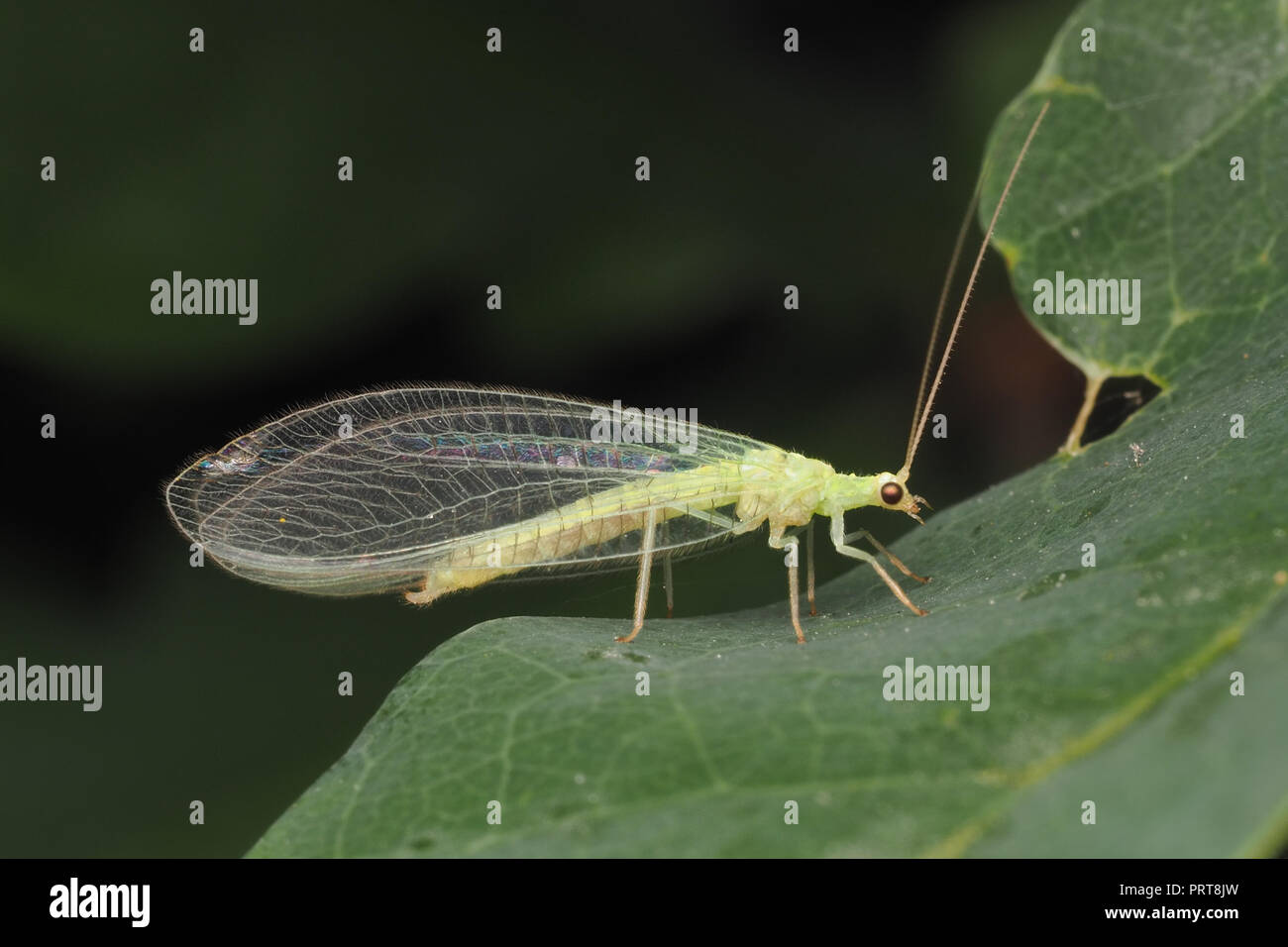 Green Lacewing perched on oak leaf. Tipperary, Ireland Stock Photo