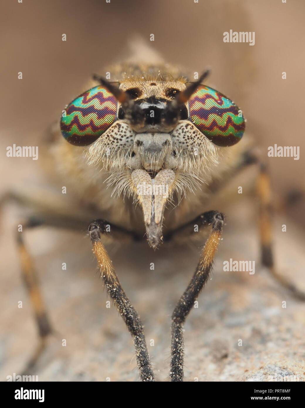 Notchhorned Cleg horsefly female (Haematopota pluvialis). Tipperary, Ireland Stock Photo Alamy