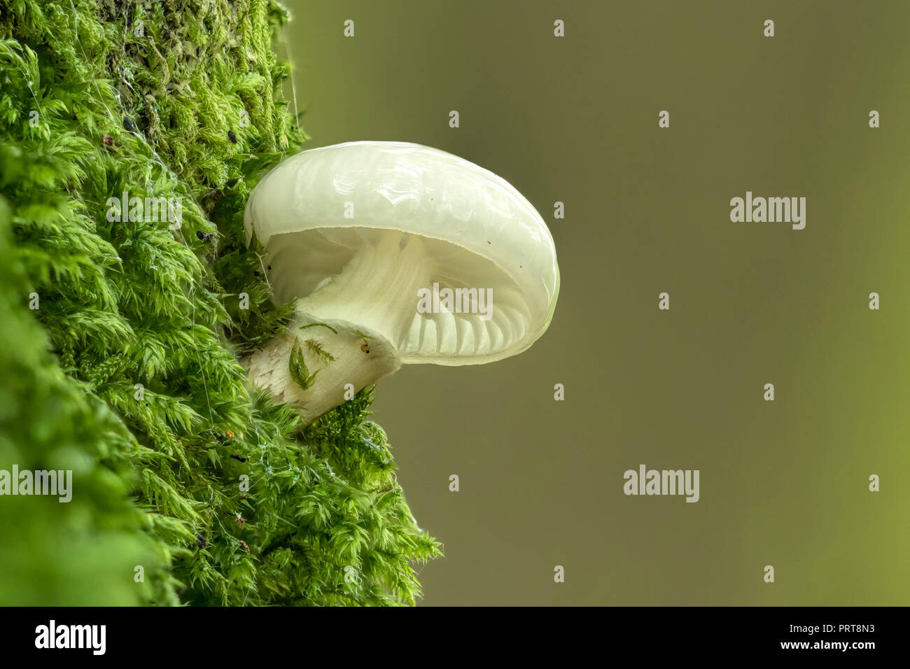 Porcelain fungus (Oudemansiella mucida) growing on trunk of Beech tree. Tipperary, Ireland Stock Photo