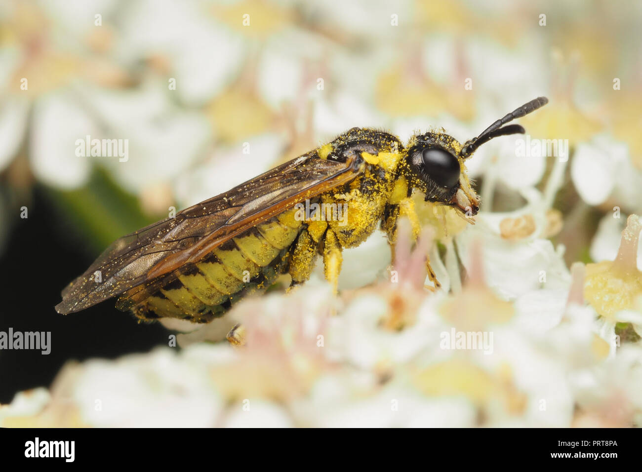 Tenthredo sp Sawfly covered in pollen. Tipperary, Ireland Stock Photo