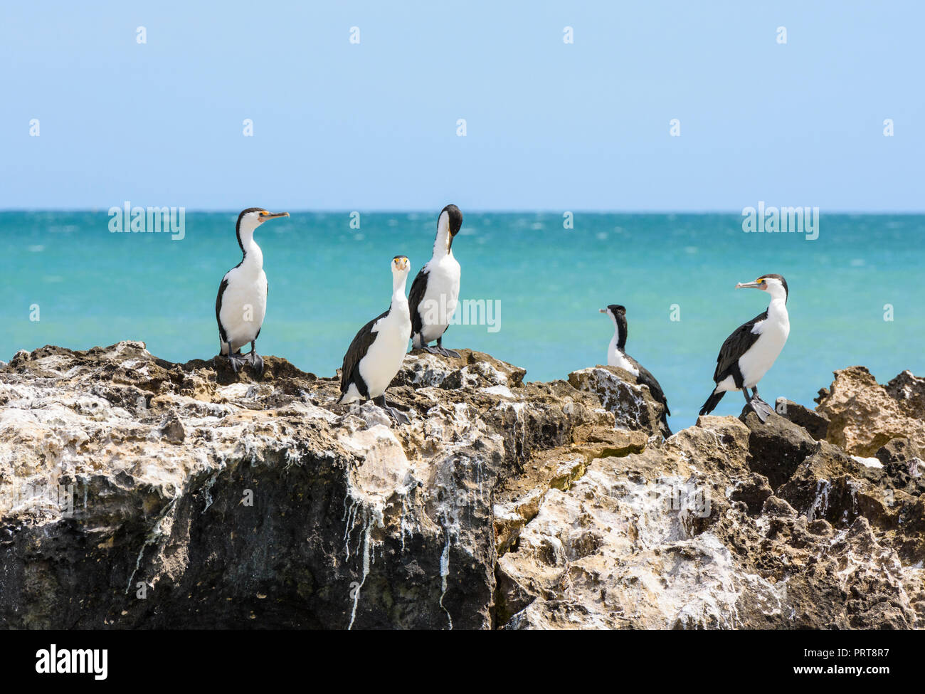 Australian pied cormorant colony off Trigg Beach in Western Australia Stock Photo