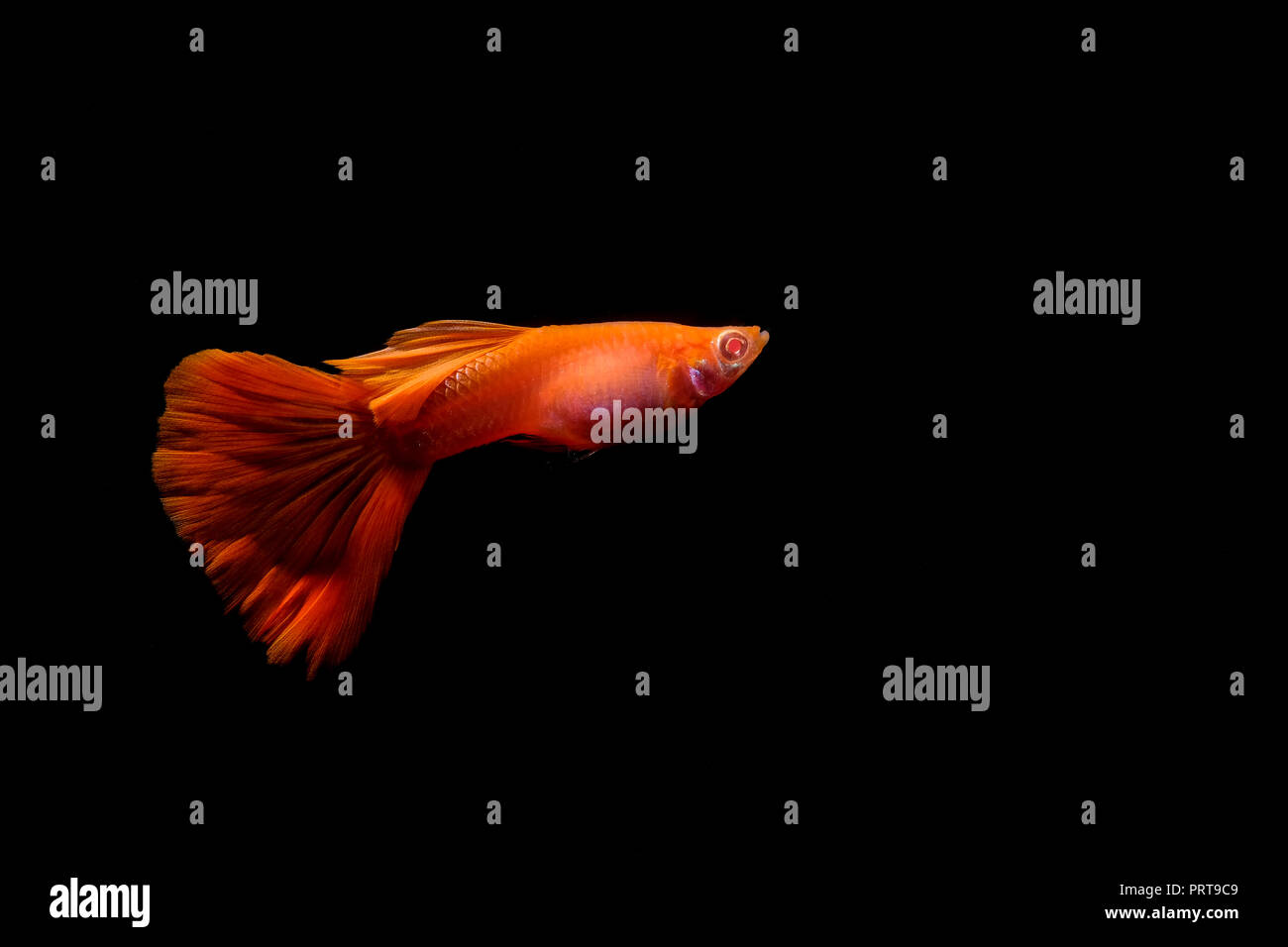 Guppy fish tank hi-res stock photography and images - Page 3 - Alamy Guppy fish tank hi-res stock photography and images - Page 3 - Alamy