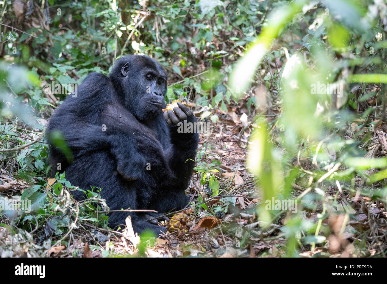 Eastern Lowland Gorilla, Gorilla beringei beringei, Bukavu, Democratic Republic of the Congo, July 15, 2018. (CTK Photo/Ondrej Zaruba) Stock Photo