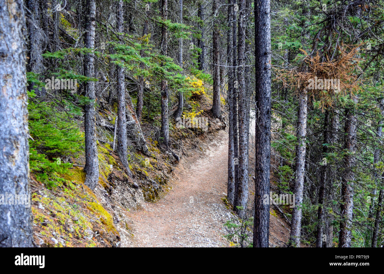Hiking trail in the Kananaskis area Stock Photo