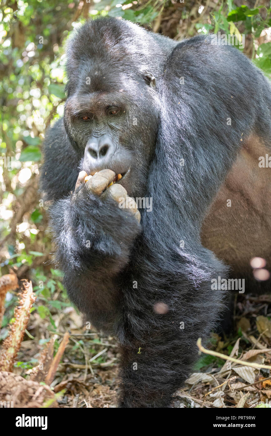 Eastern Lowland Gorilla, Gorilla beringei beringei, Bukavu, Democratic Republic of the Congo, July 15, 2018. (CTK Photo/Ondrej Zaruba) Stock Photo