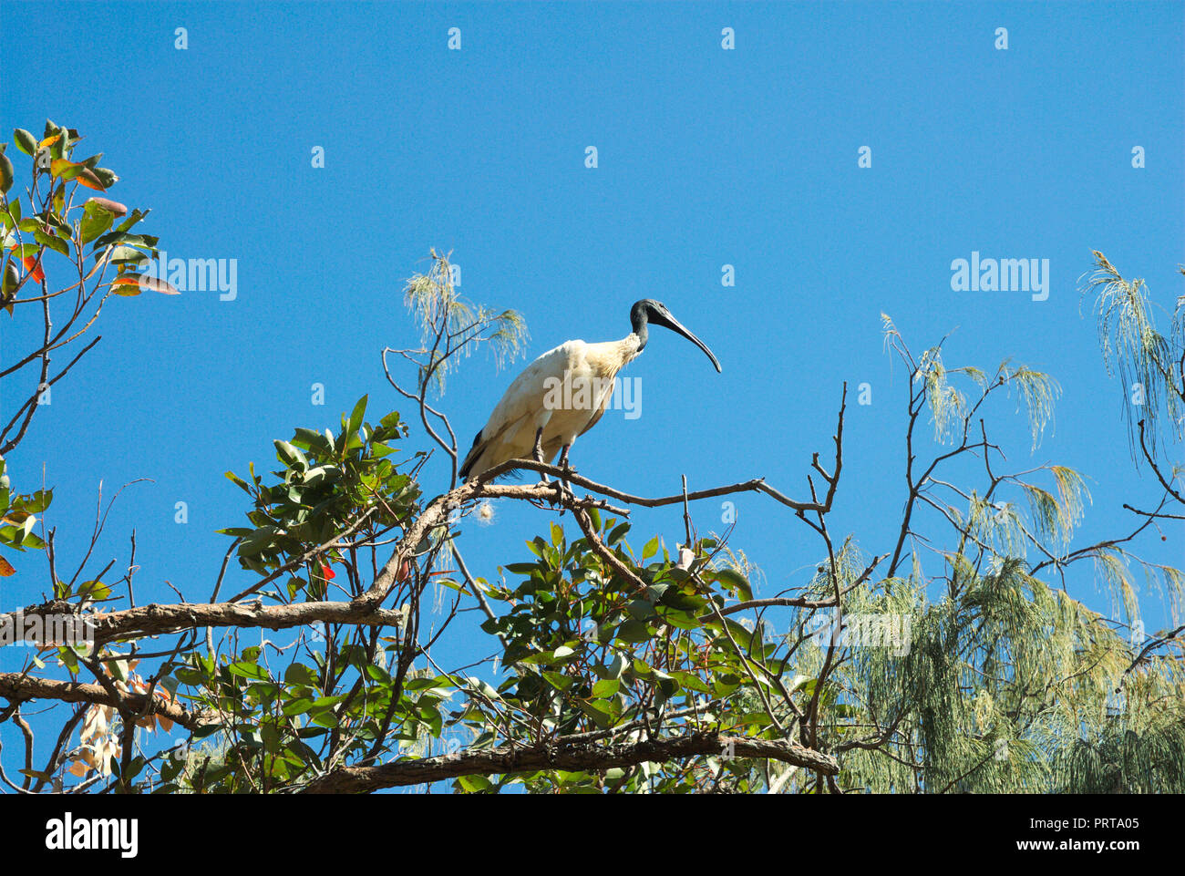ibises-at-moreton-bay-in-redcliff-queensland-australia-stock-photo