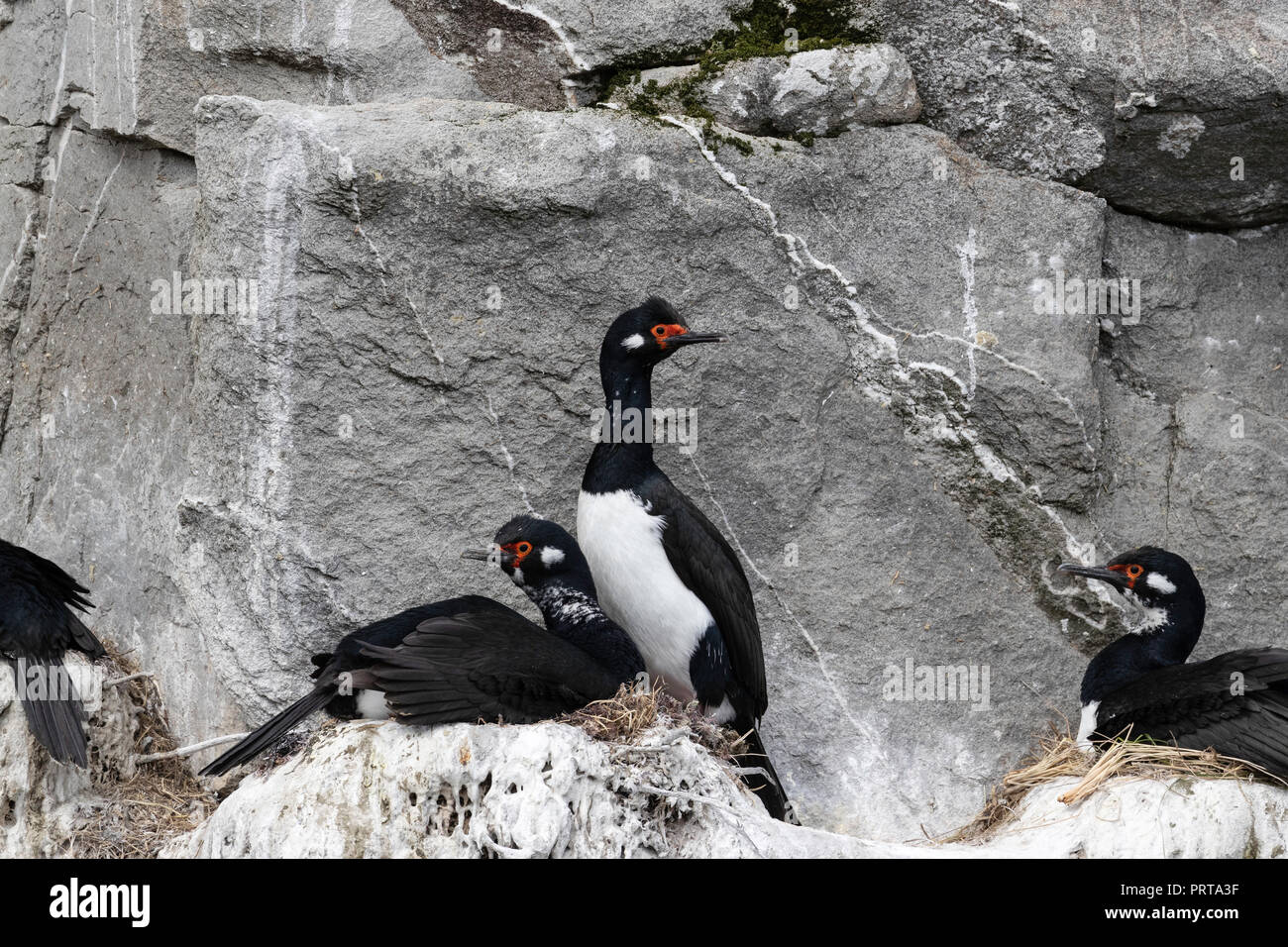 Adult rock shag couple (Phalacrocorax magellanicus), on breeding rock ledge near Gypsy Cove, East Island, Falklands Stock Photo