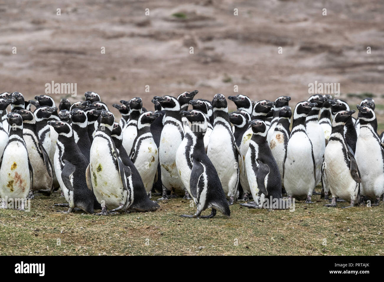Magellanic penguins, Spheniscus magellanicus, breeding colony on Carcass Island, Falklands Stock Photo