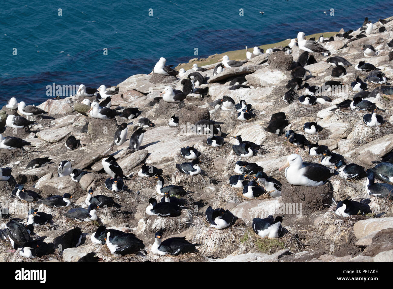 Black-browed albatross, Thalassarche melanophris, with blue-eyed shags in breeding colony on Saunders Island, Falkland Islands Stock Photo