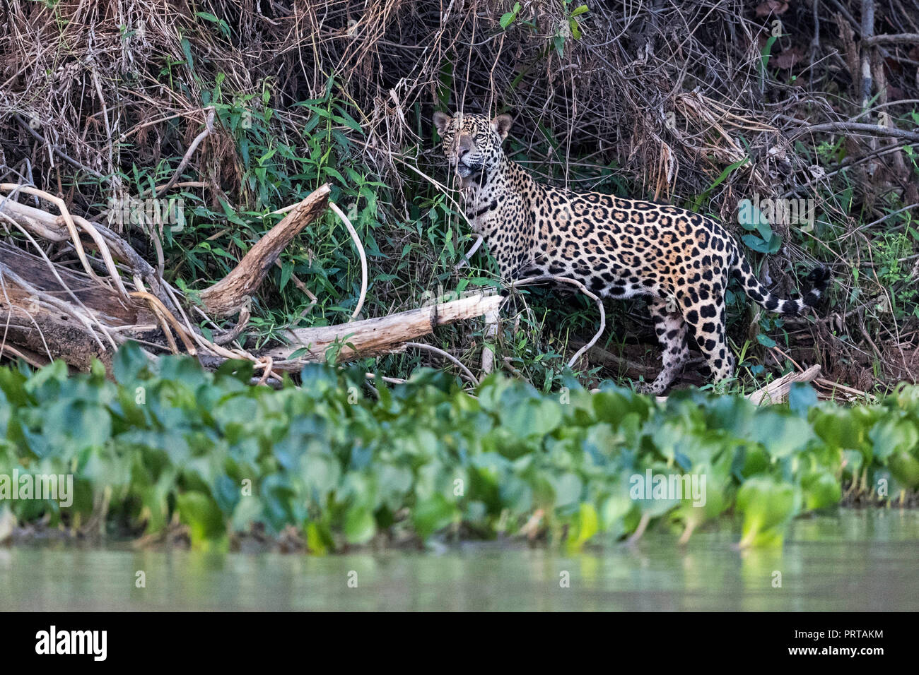 An adult jaguar, Panthera onca, in the jungle along the Rio Cuiabá, Mato Grosso, Brazil. Stock Photo