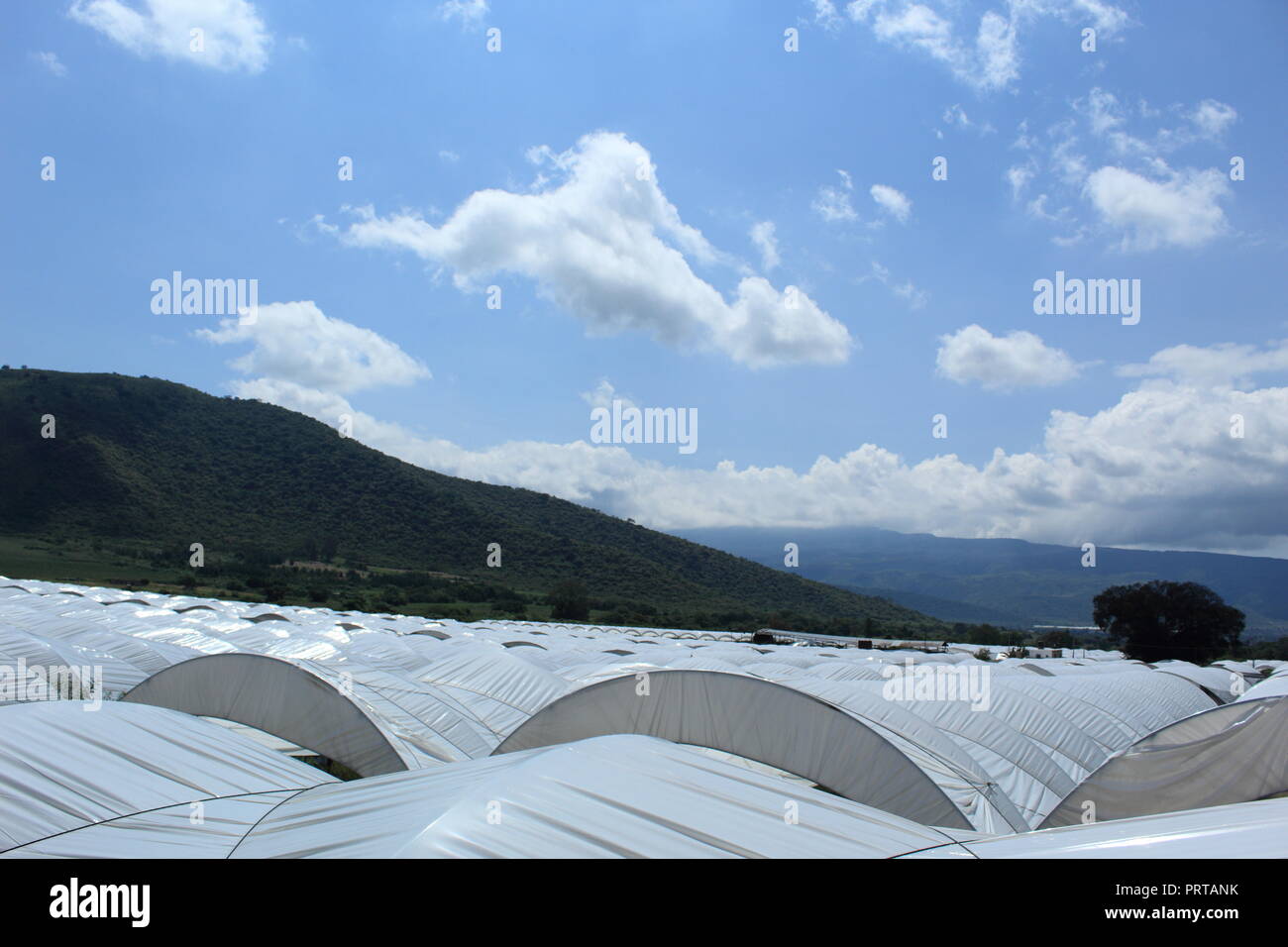 HIERBAS MOVIÉNDOSE CON EL PASO DEL VIENTO DE FONDO ARBOLES NUBES Y UN CIELO AZUL. TLAJOMULCO MEXICO Stock Photo