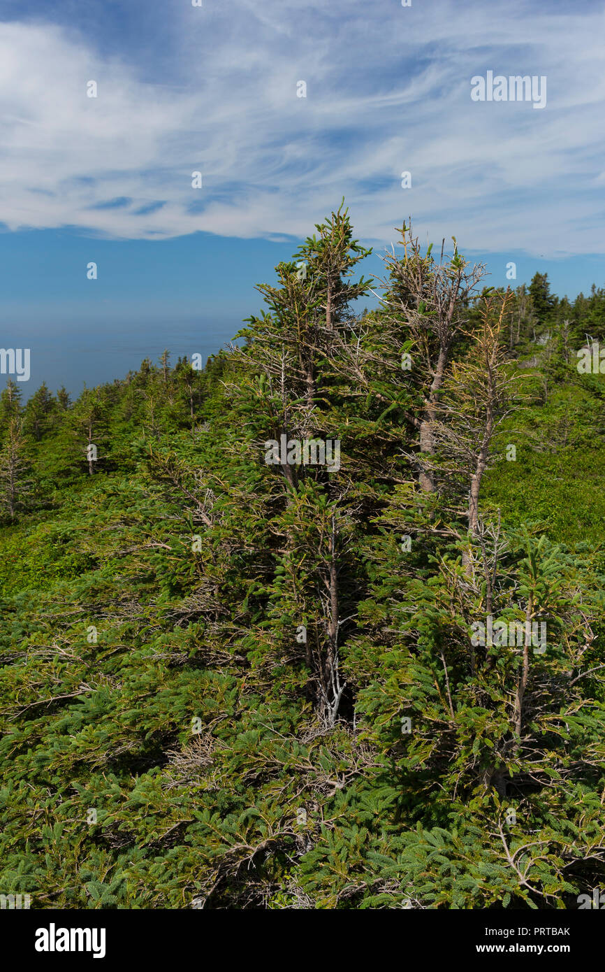 CAPE BRETON, NOVA SCOTIA, CANADA - Forest on Skyline Trail in Cape ...
