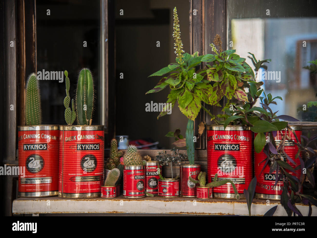 Various plants in red food cans on a window sill Stock Photo