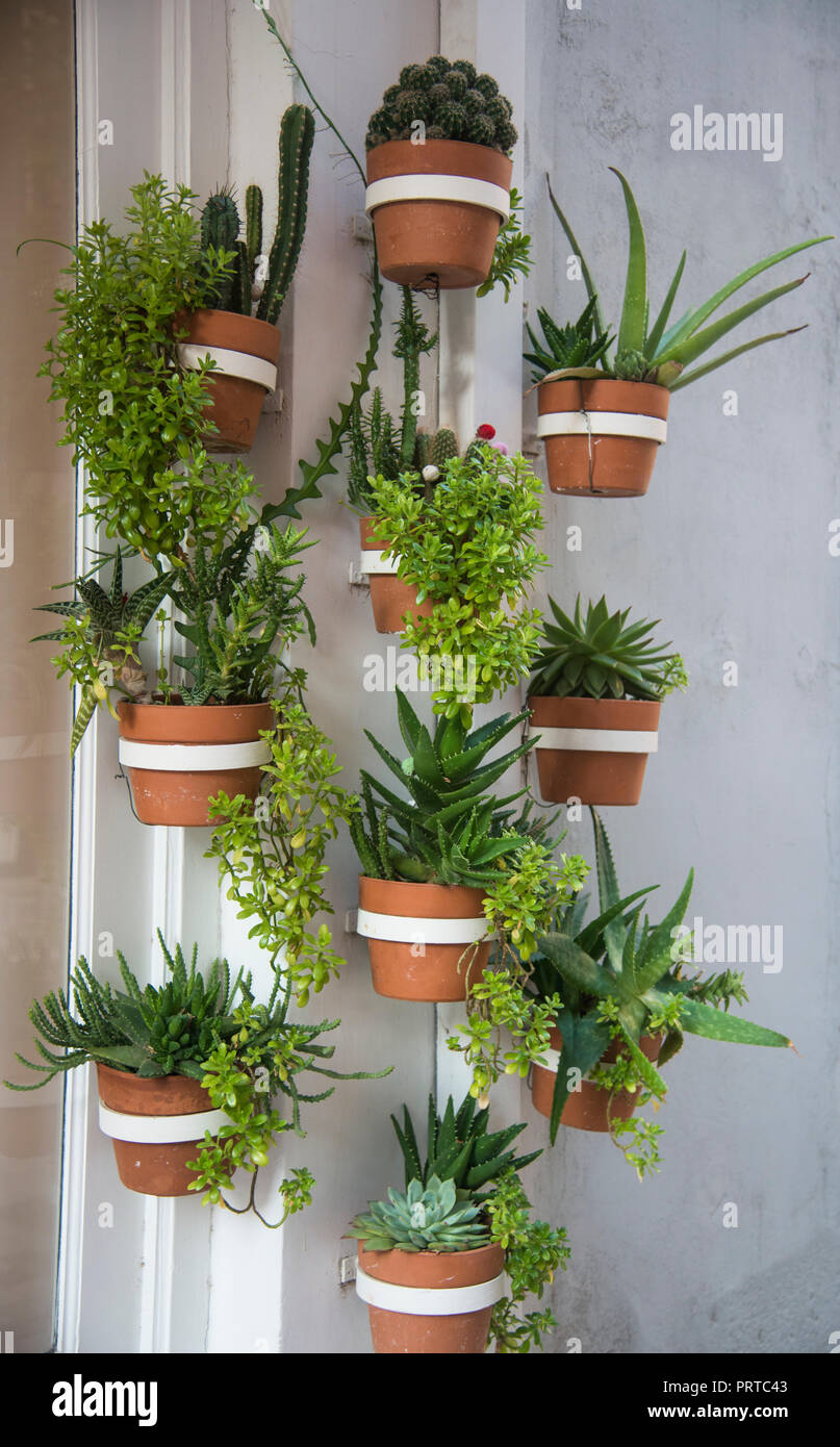 Succulents in hanging terra-cotta pots Stock Photo
