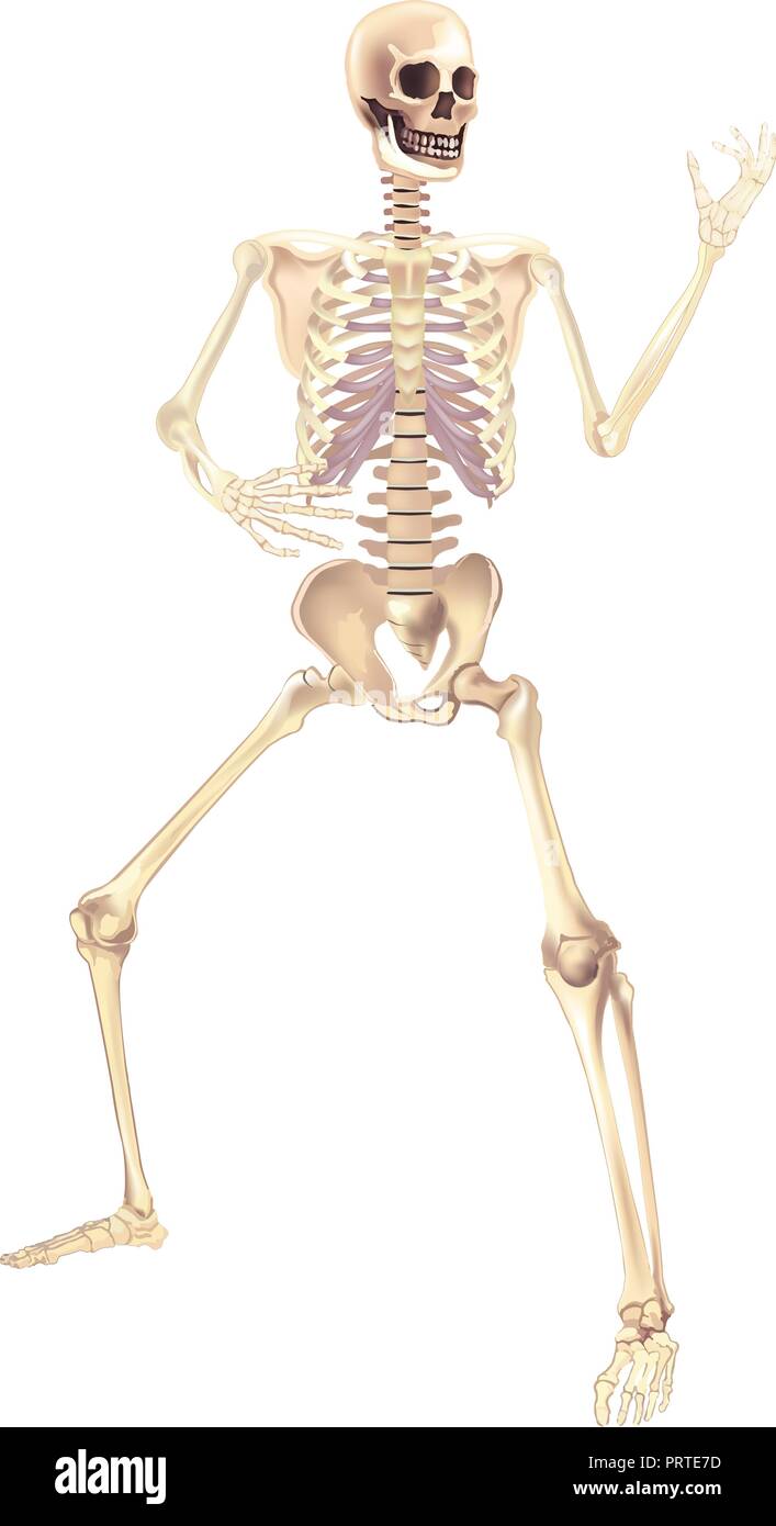 Human Skeleton Vector illustration isolated on a white background useful for creating medical and scientific materials. Anatomy, medicine and biology  Stock Vector