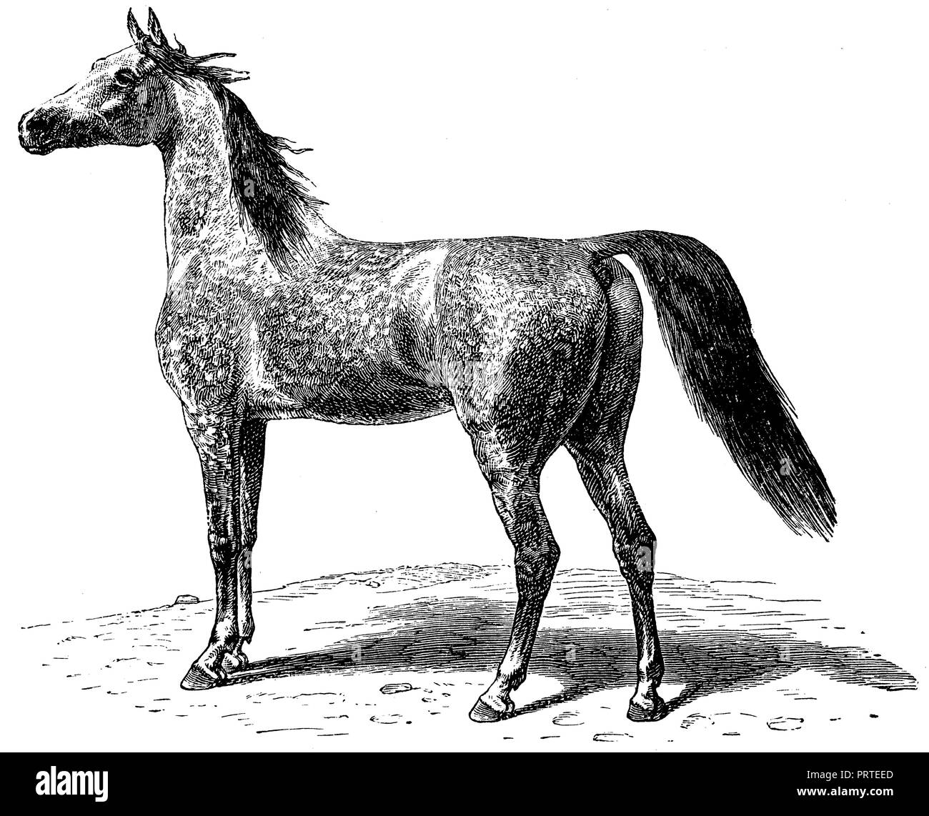 Old arabian horse Black and White Stock Photos & Images - Alamy