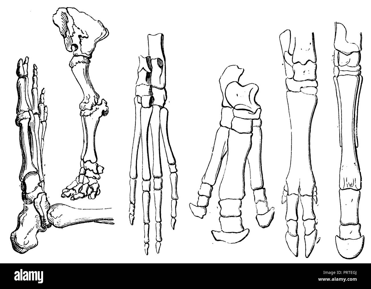 Human foot. Elephant foot. foot of a hare. foot of a rhino, foot of