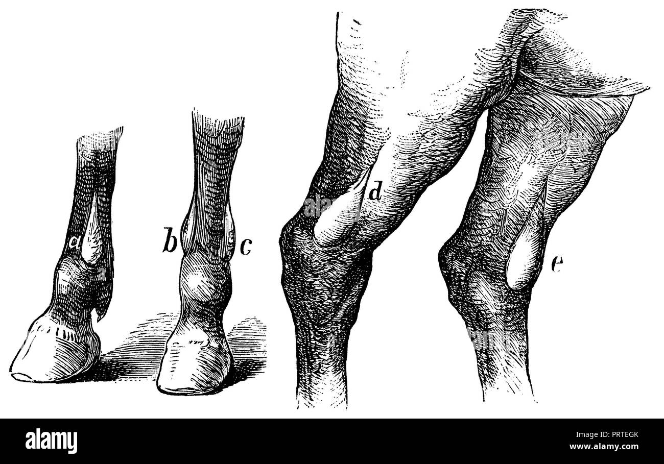 Galls on horse legs. River bile from the side. likewise seen from the front. posterior ankle or heel sphincter. anterior hocks or ankle buggies (both seen from the side), Stock Photo