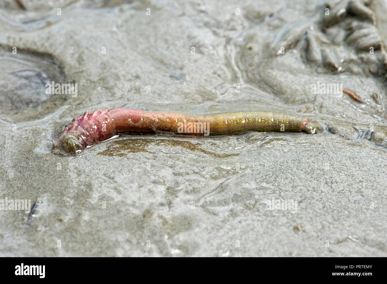 Sandworm (Arenicola marina) burying itself into the sand, Wadden Sea, Schleswig-Holstein, Germany Stock Photo