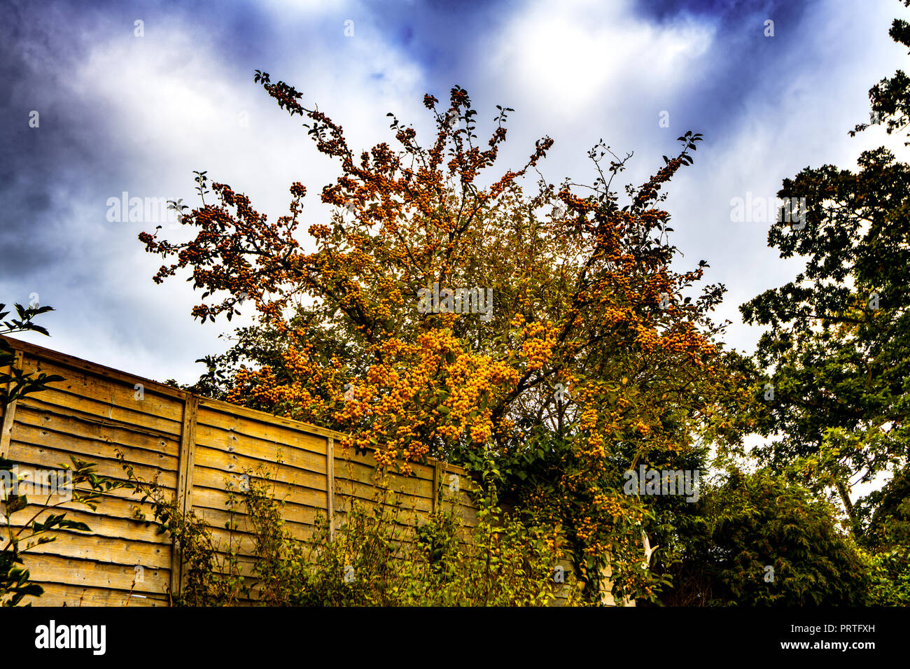Crab apple tree bursting with yellow berries at Crowhurst, East Sussex