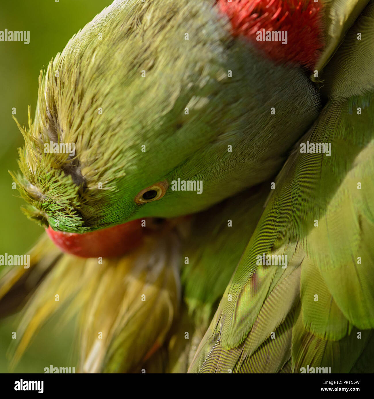 Alexandrine Parakeet - Psittacula eupatria, beautiful colorful parrot from Southeast Asia forests and woodlands, Thailand. Stock Photo
