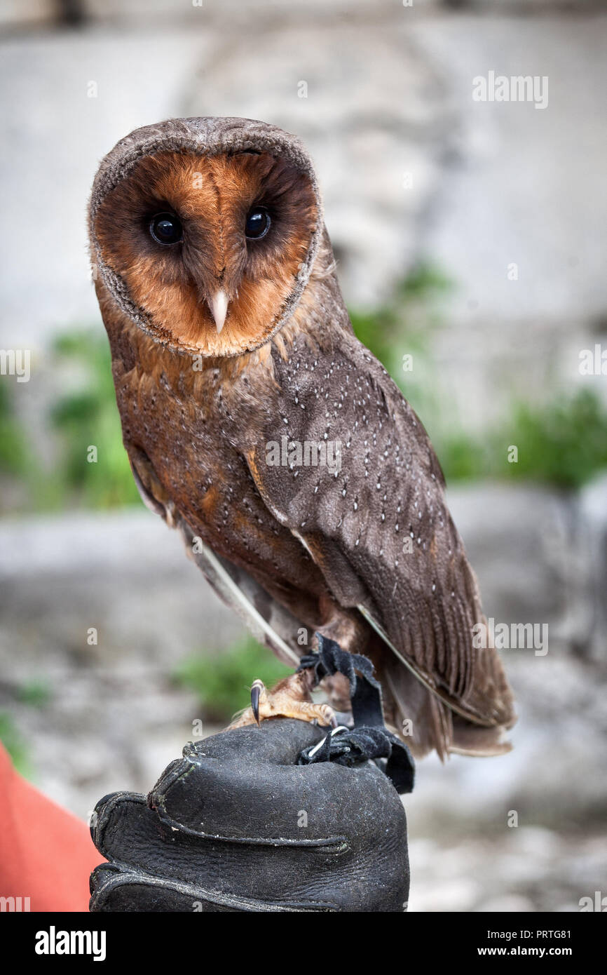 barn owl in captivity (tyto alba). Abruzzo Stock Photo