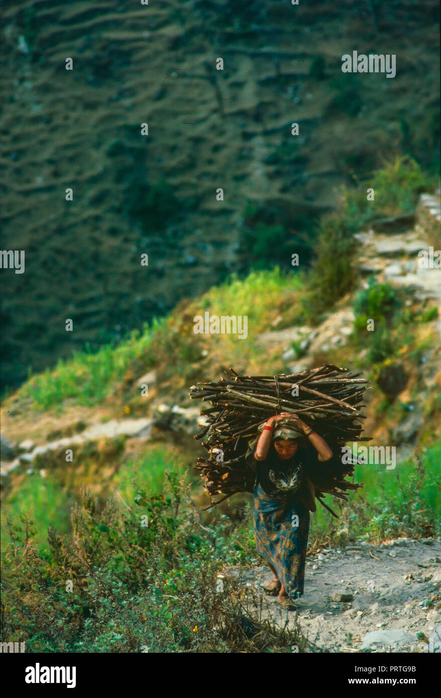 gurung woman carrying a heavy bundle of wood from the bottom of the Modi Kola Valley. Analogue photography Stock Photo