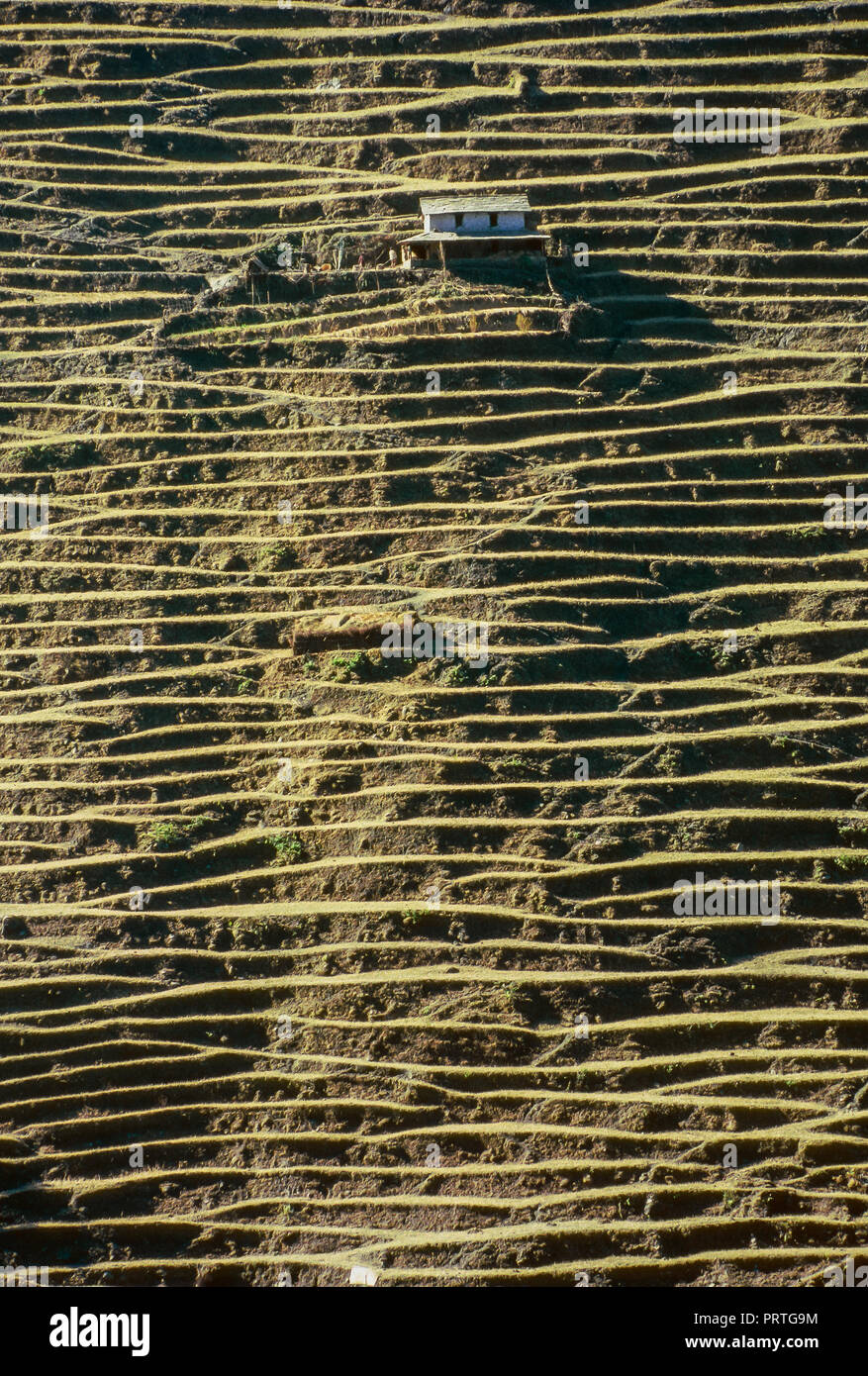 Nepal Agricultural terracing in winter on the trek to Annapurna. Analogue photography Stock Photo