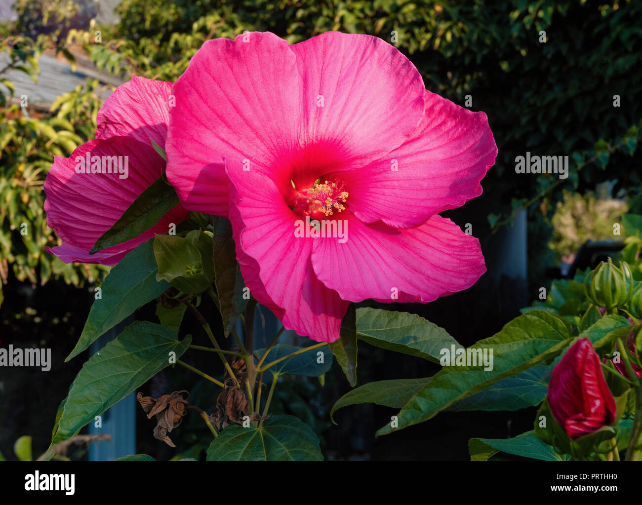 blooming big and beautiful Swamp Rose Mallow (Hibiscus moscheutos) in autumn garden Stock Photo