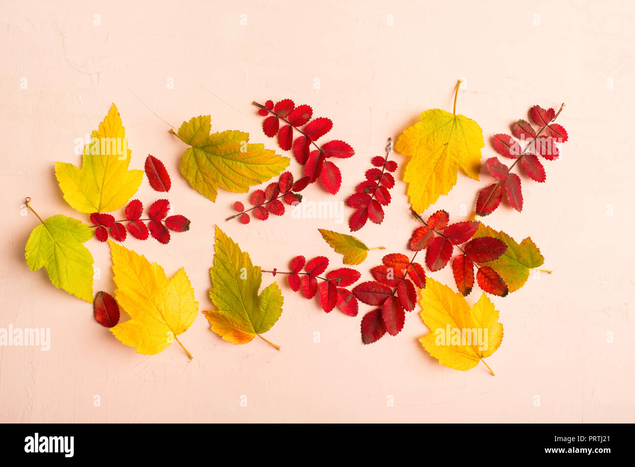 Yellow and red autumn leaves over pastel pink background with copy space Stock Photo