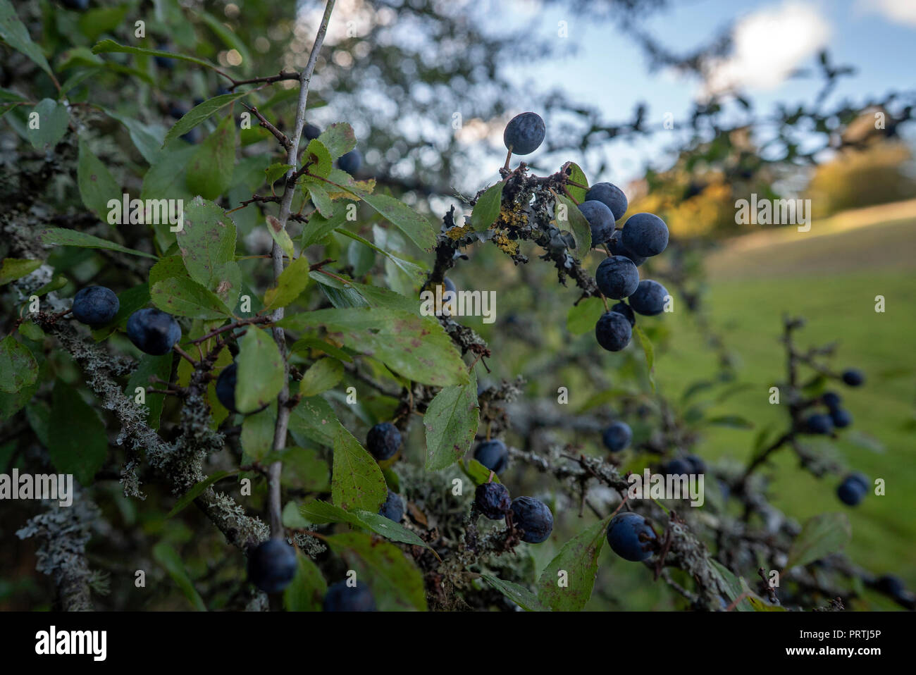 Ripe sloe berries on blackthorn (Prunus spinosa) shrub in the rose