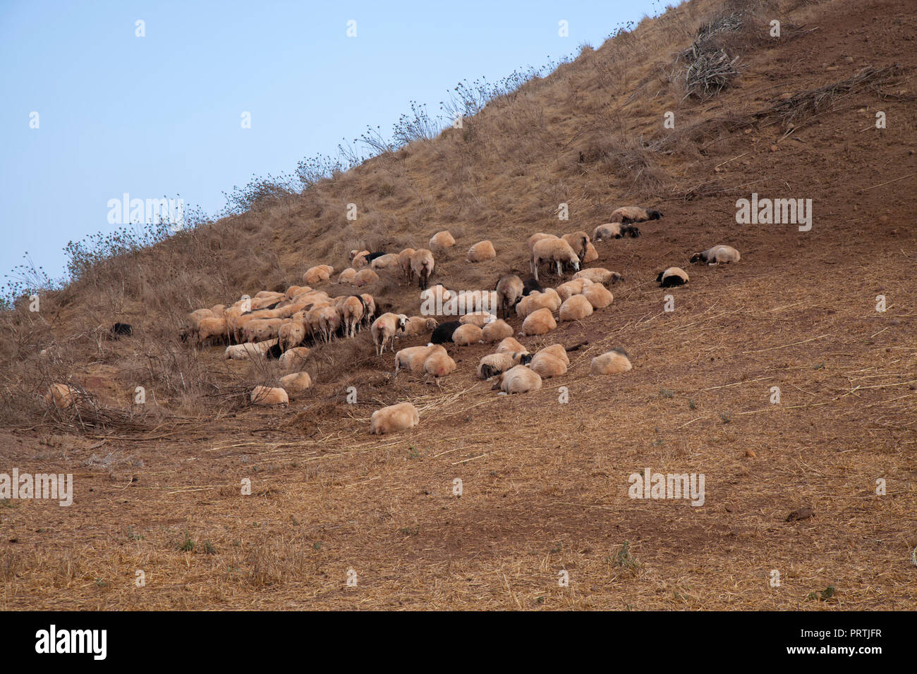 Gran Canaria, September, plants are yellow and dry, flock of sheep resting on hill slope Stock Photo