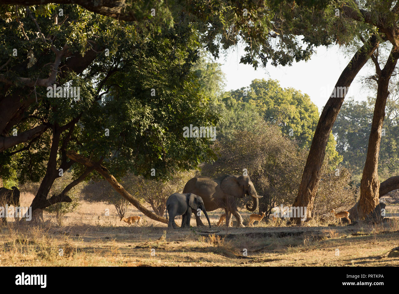 Elephant and calf (Loxodonta Africana), Mana Pools, Zimbabwe Stock Photo
