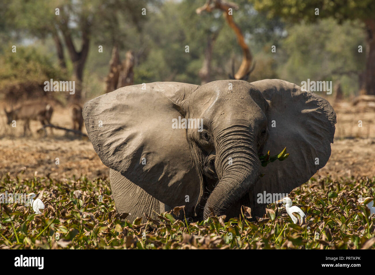 Elephant (Loxodonta Africana), Mana Pools, Zimbabwe Stock Photo