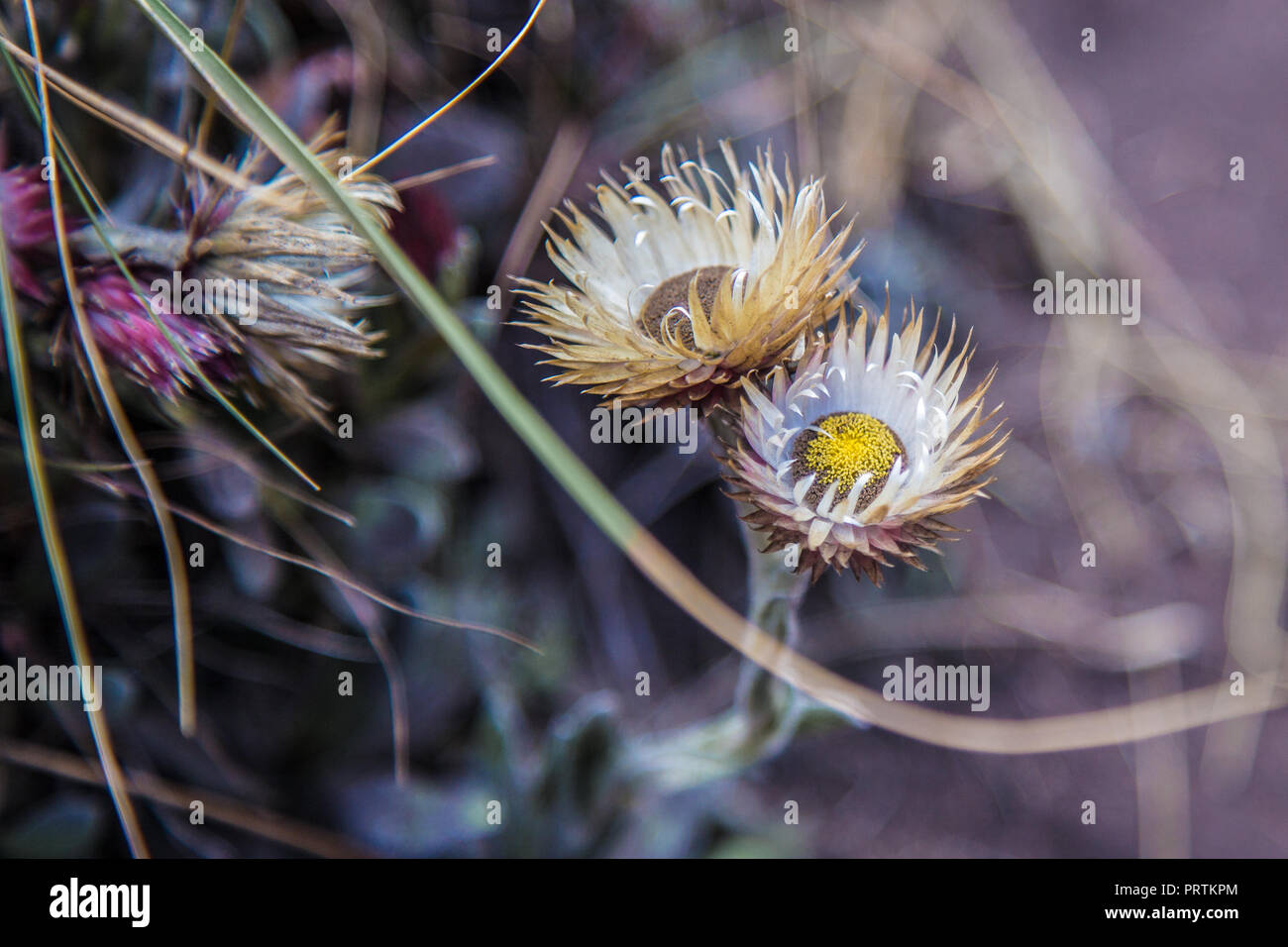 Á white, viola and yellow colored straw flower on the Kilimanjaro Africa Stock Photo