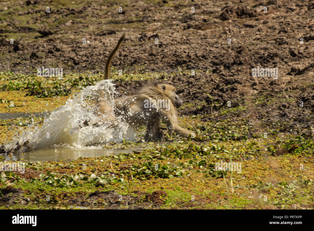 Baboon (Papio cynocephalus ursinas), Mana Pools, Zimbabwe Stock Photo