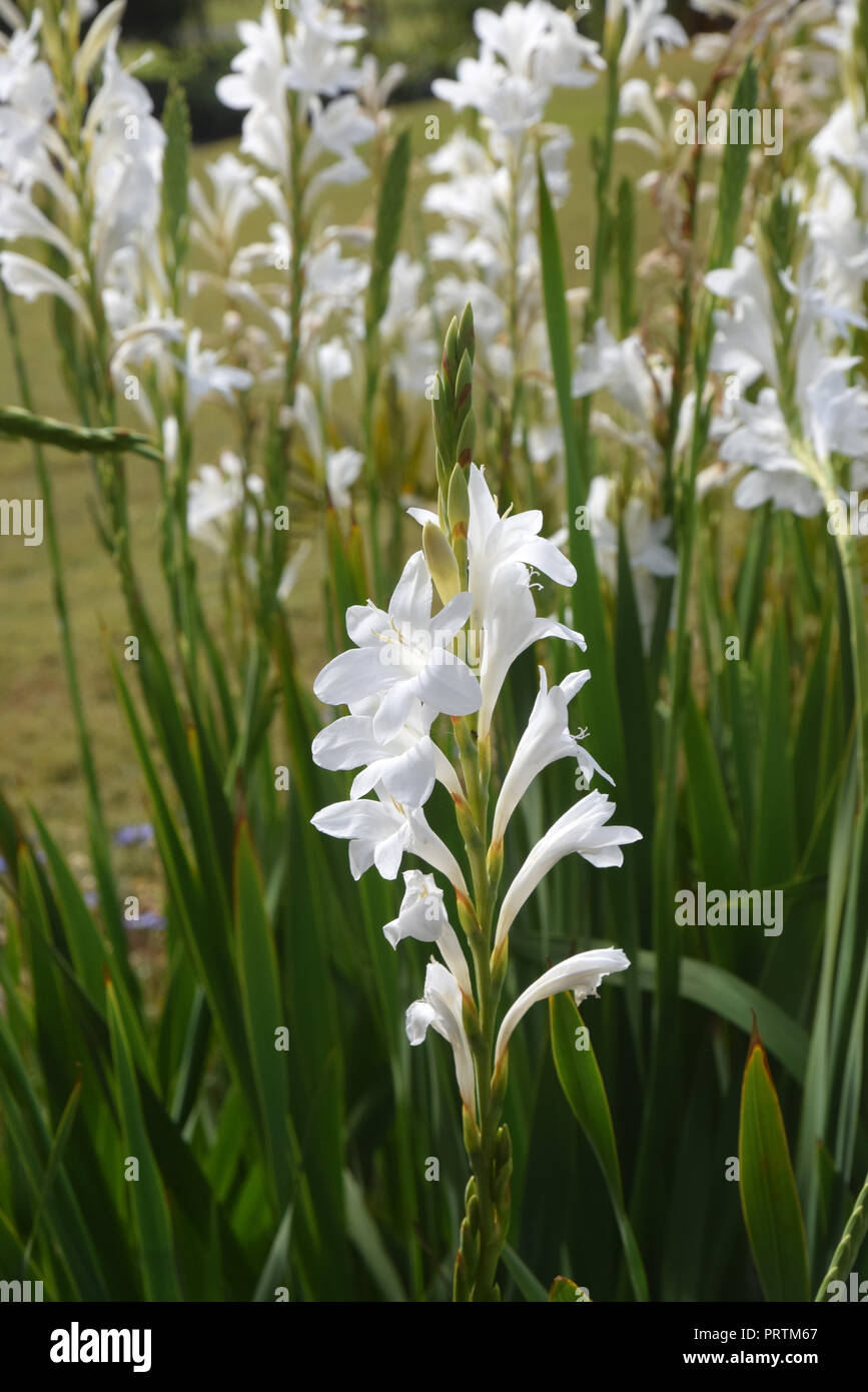 watsonia, bugle lily Stock Photo