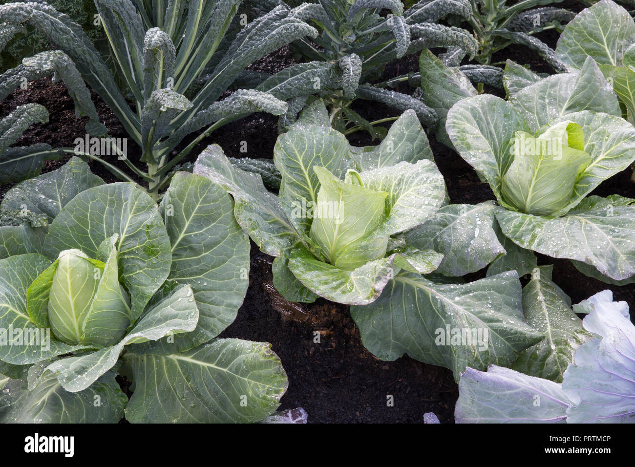 Cabbage 'Dutchman' growing in a row at allotment with Brassica oleracea 'Nero De Toscana' Kale Stock Photo