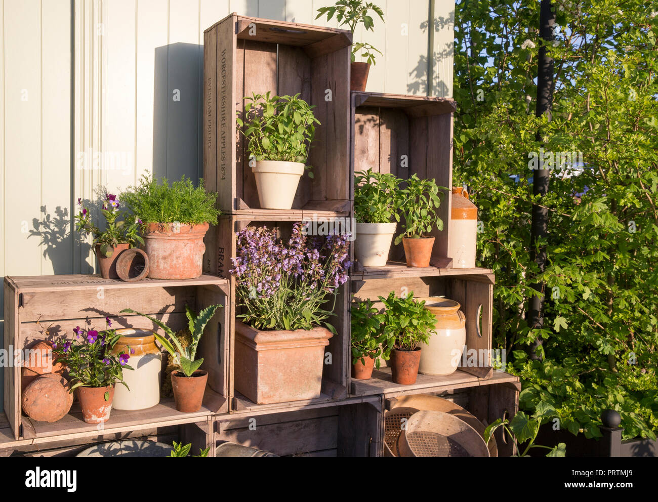 Small Garden with old terracotta plant pots planted with herbs, sage, mint, basil, viola chamomile, displayed in old wooden apple crates, Summer UK Stock Photo