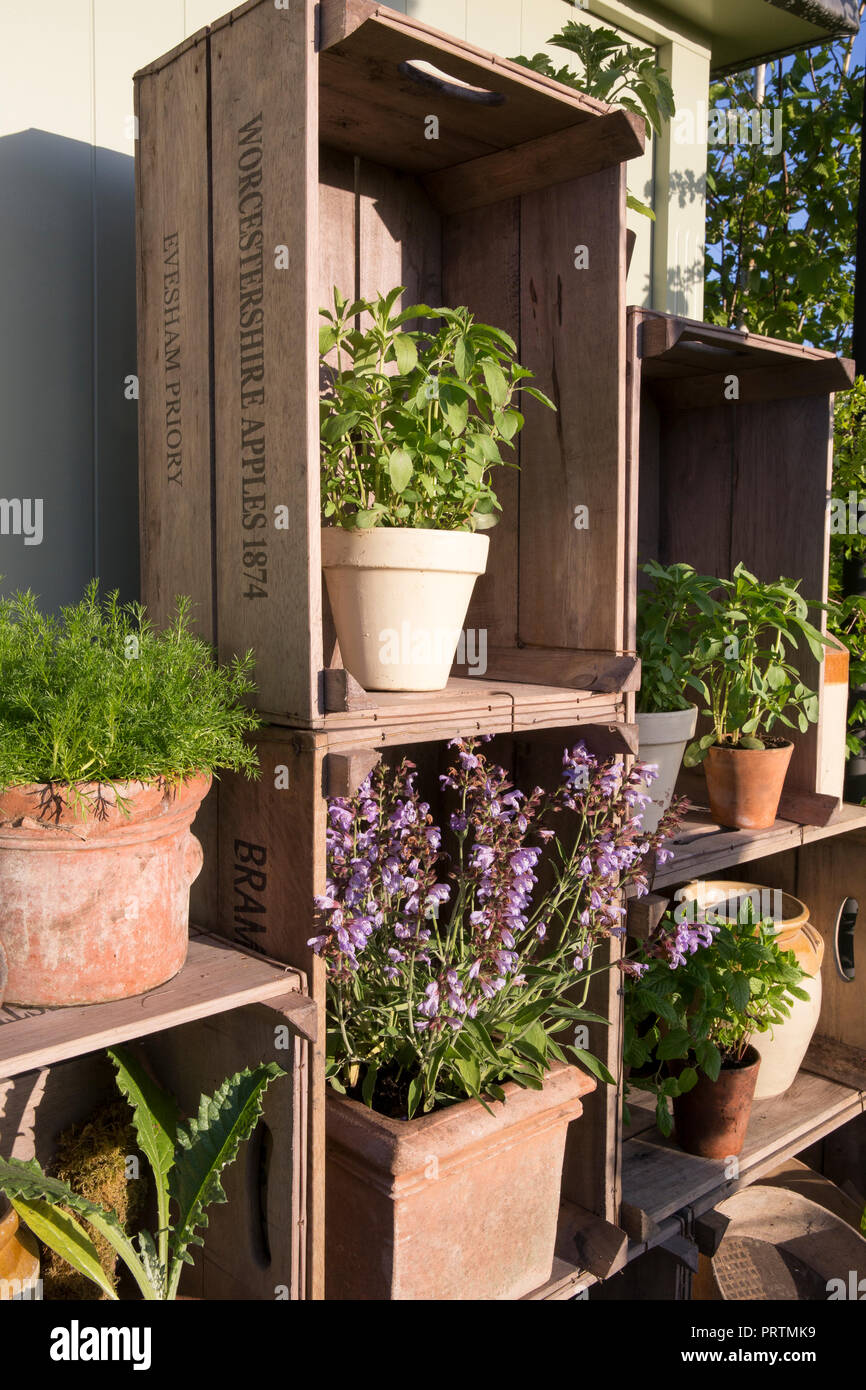 Small Garden with old terracotta plant pots planted with herbs, sage, mint, basil, viola chamomile, displayed in old wooden apple crates, Summer UK Stock Photo