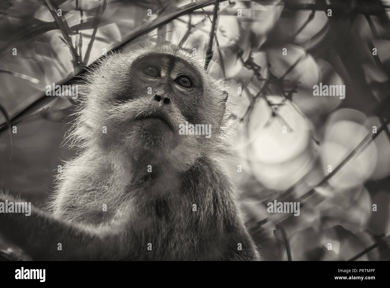 Longtailed Macaque Macaca fascicularis, common monkey from Southeast
