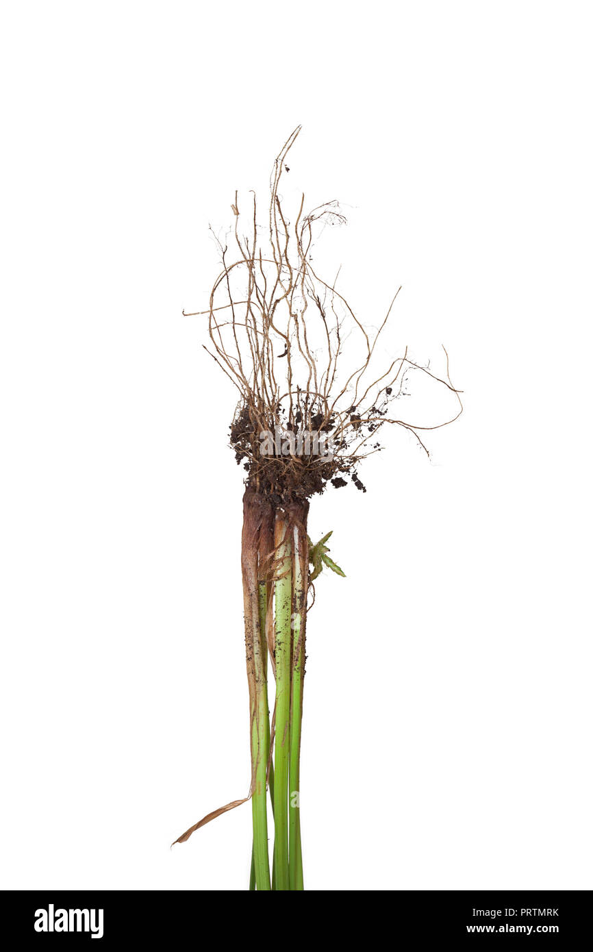 The roots of a nutsedge weed with dirt. The stem and its roots of the