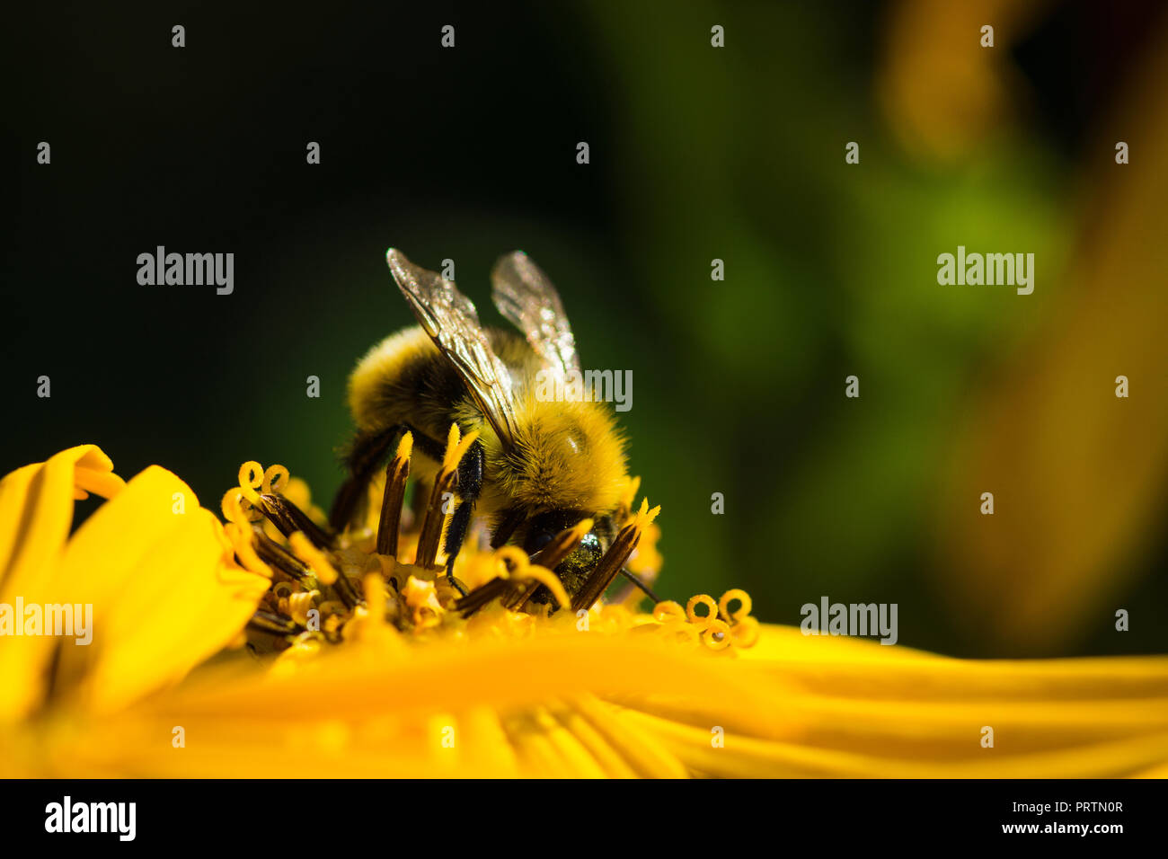 Bumblebee on the flower Ligularia dentata orthello. Shallow depth of field. Stock Photo