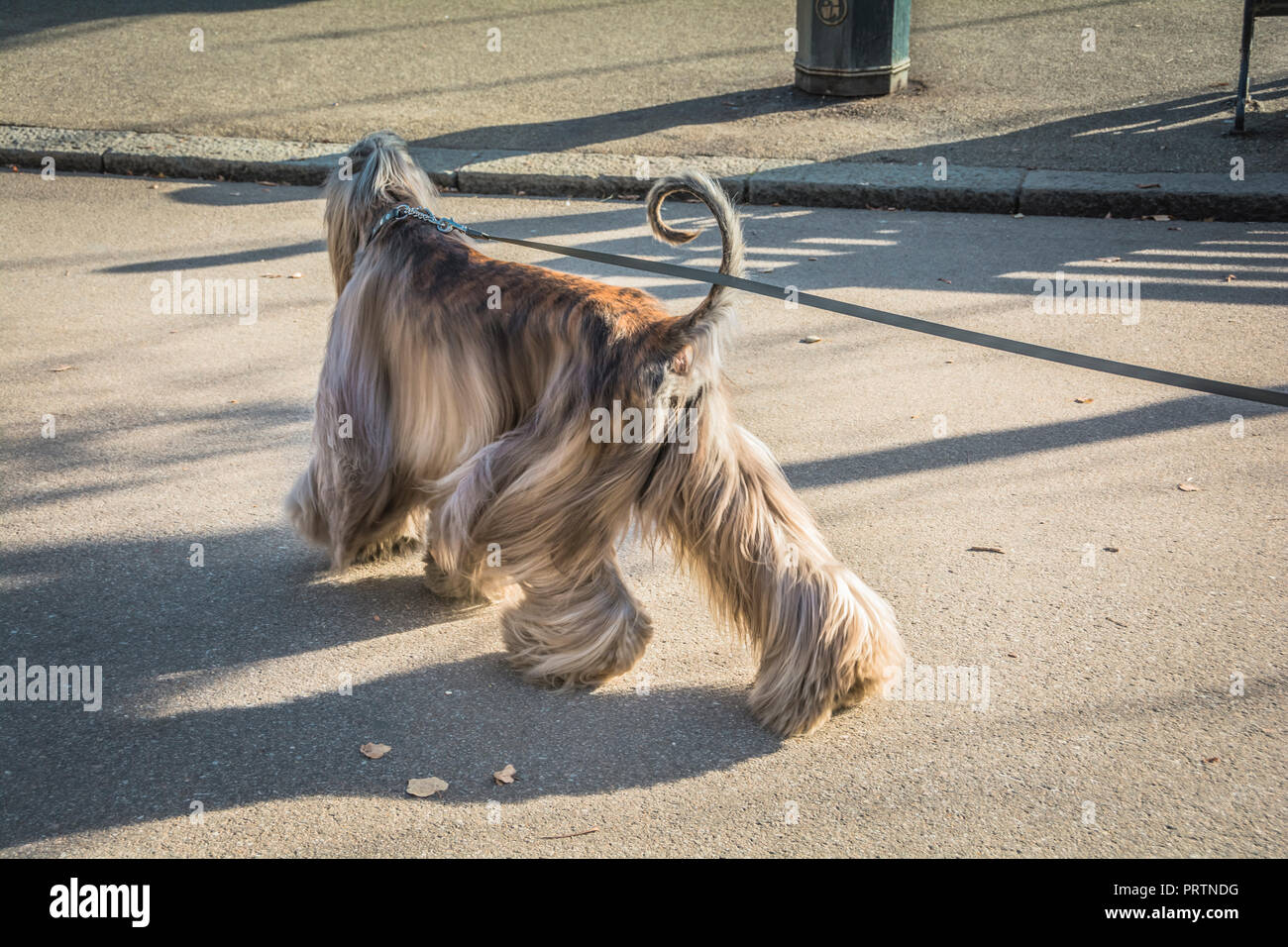 Long Haired Afghan Stock Photos Long Haired Afghan Stock Images