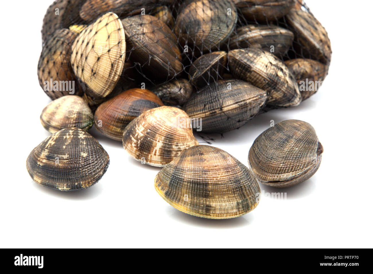fresh clams group on white background Stock Photo Alamy