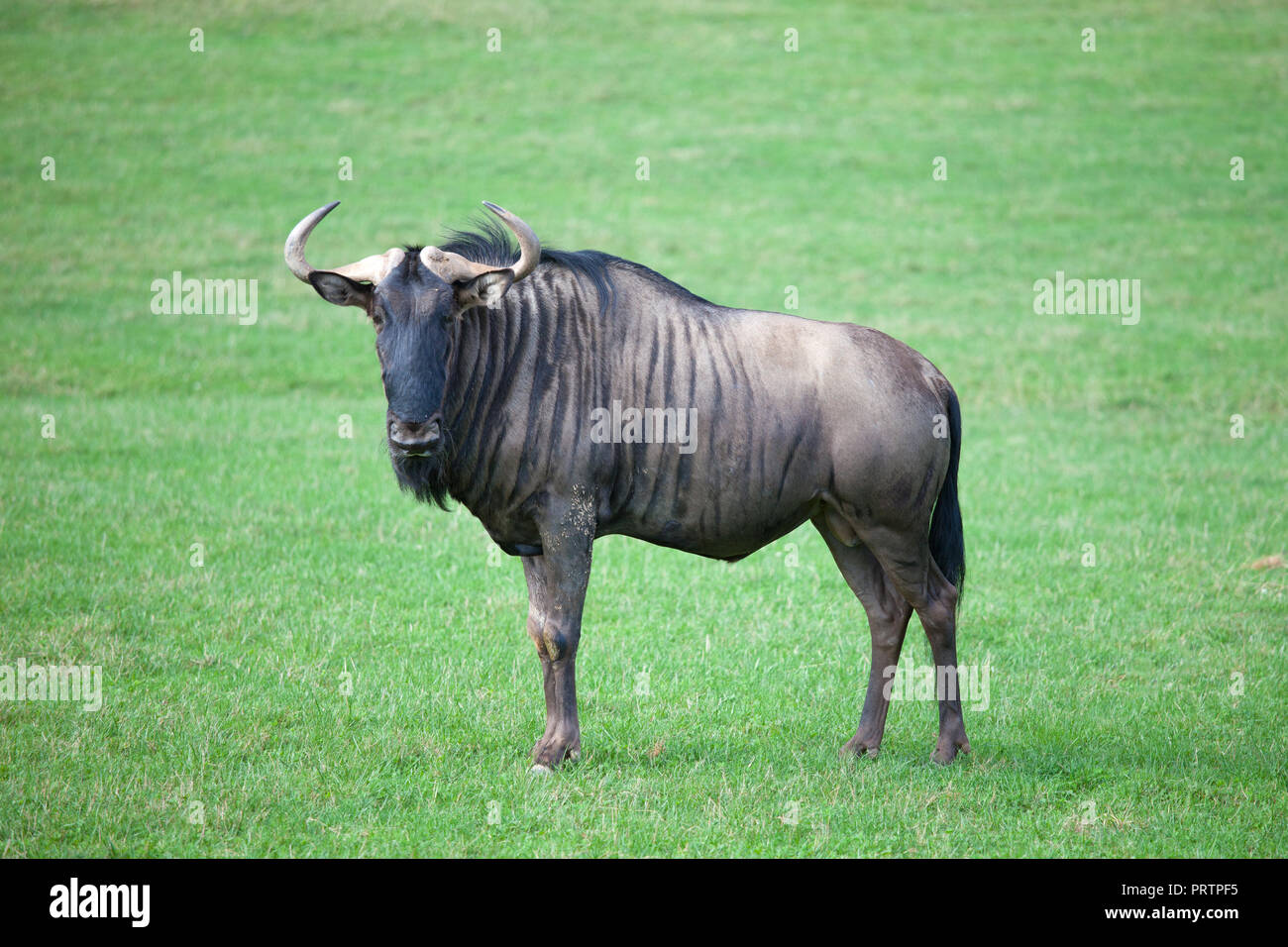 Wildebe Wildebeest in the African savanna Stock Photo - Alamy