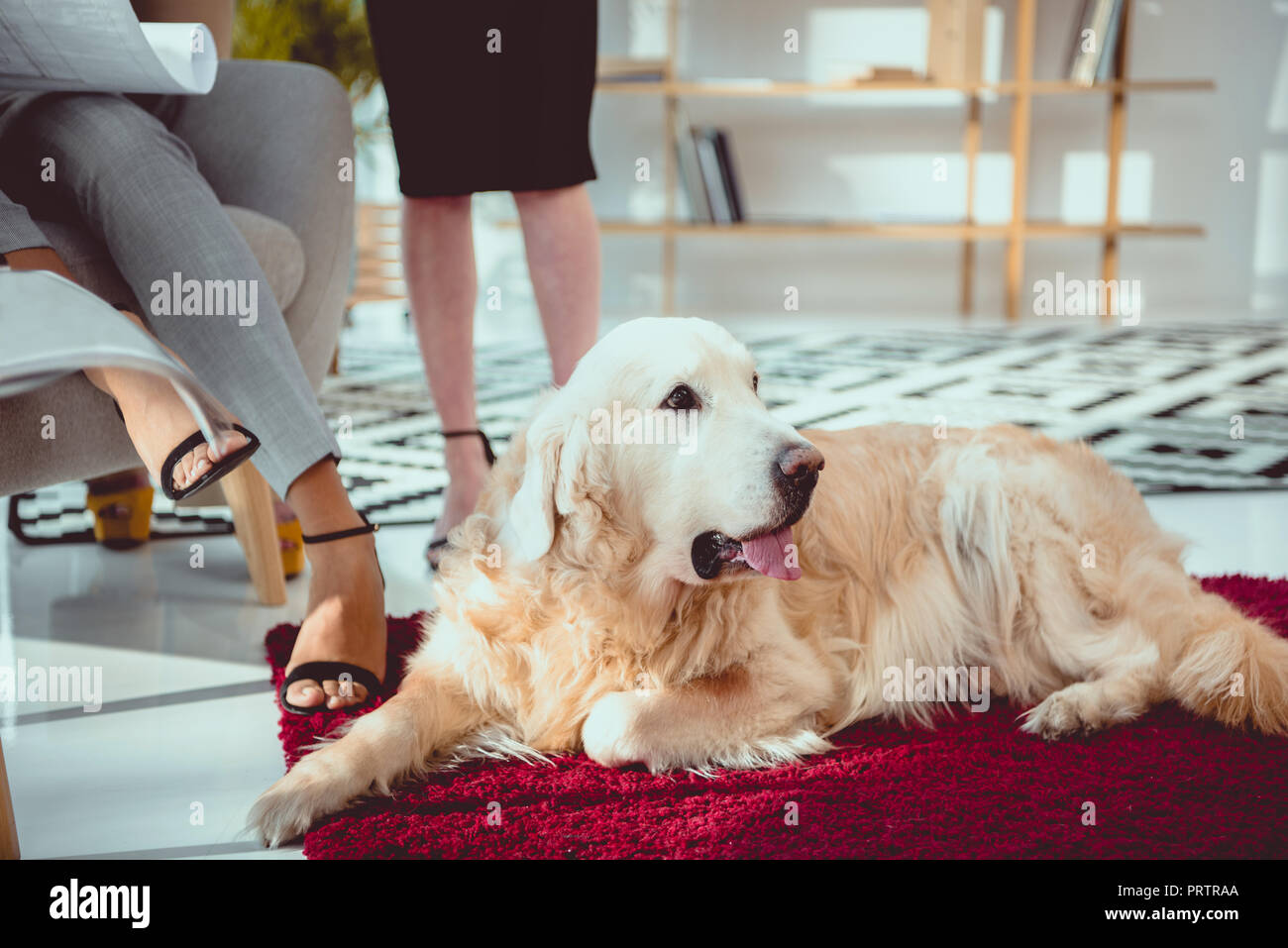 furry labrador retriever